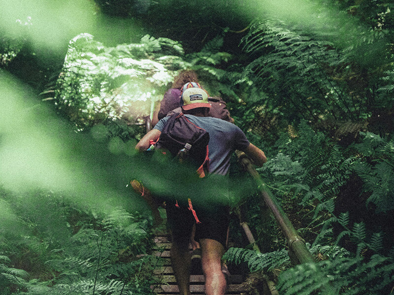 Zwei Personen wandern auf einem mit Farnen gesäumten Waldweg, ein Sinnbild für eine Auszeit in der Natur.